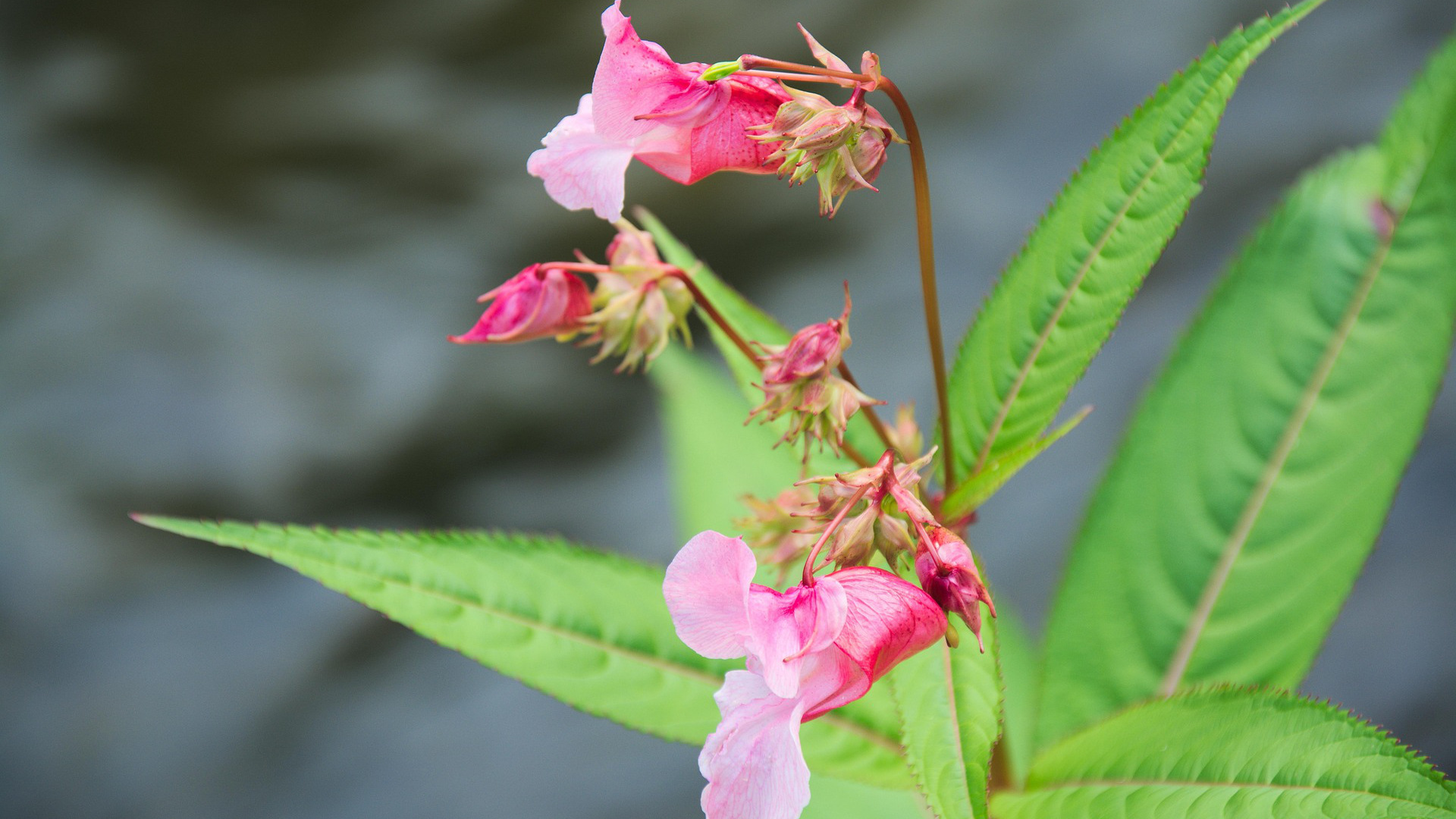 Informationsträff om invasiva arter